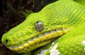 emerald tree boa