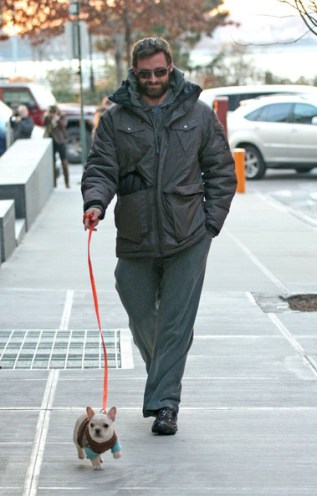 Jackman+walks+the+family+dog+Zws5cDGH-msl