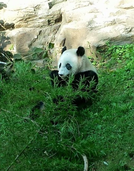 11224690_952372266715_6478888346992298531_n