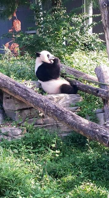 11745916_951452983965_6605581157094490657_n