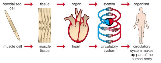 cell tissue organ system