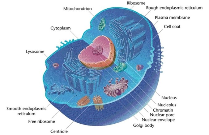 eukaryotic cell