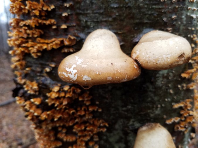 20181215_102317_016_01