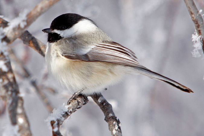 Black-Capped_Chickadee_USFWS