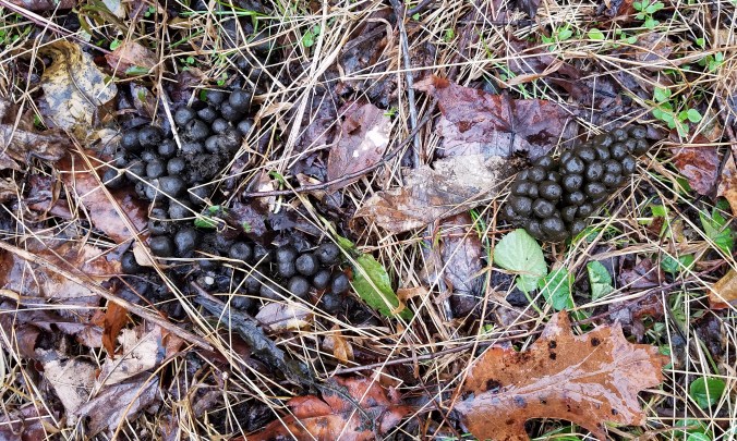 deer scat