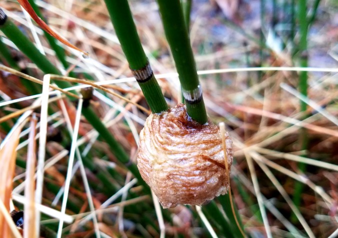 praying mantis egg case