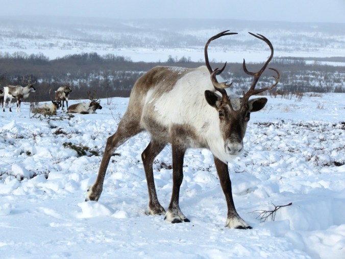 reindeer-2524815_960_720