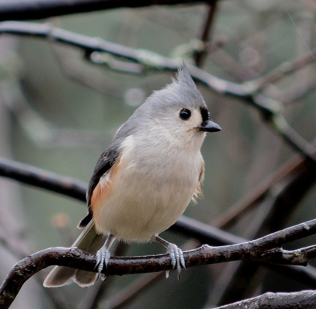 tufted titmouse usfws