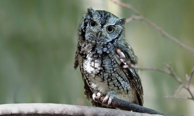 1 eastern screech owl