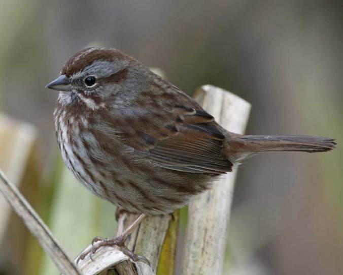 song_sparrow_audubon