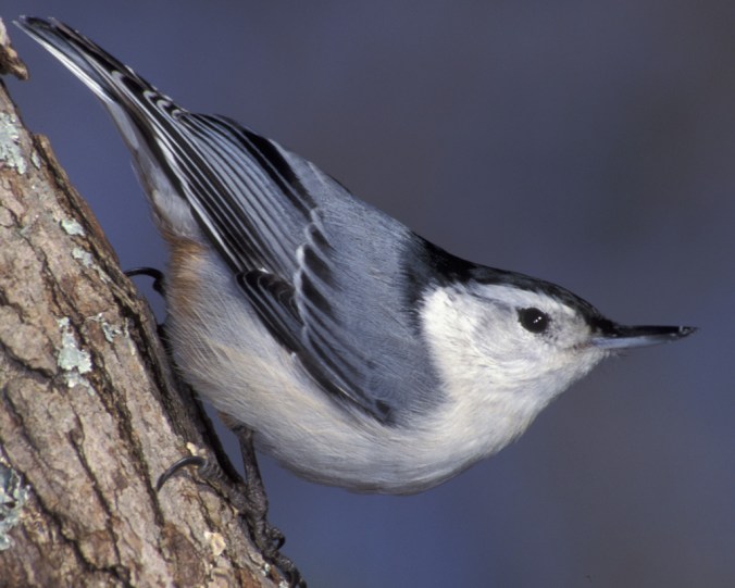 white breasted nuthatch audubon