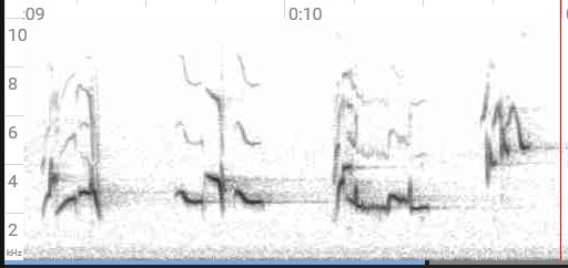 American robin song graph
