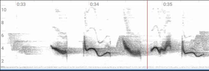 Scarlet tanager song graph
